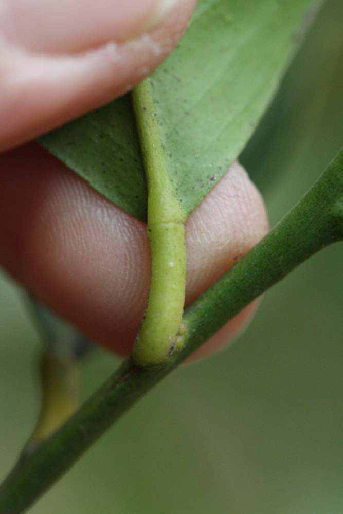                Petiole (Monroe, Riverside,   CA)       